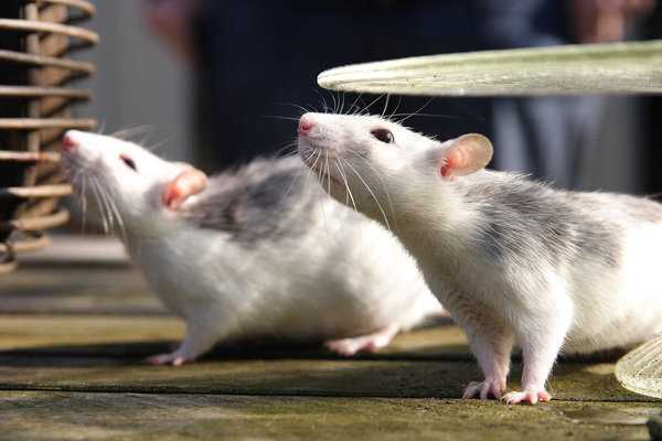 Как пищат и «разговаривают» крысы, значение издаваемых звуков