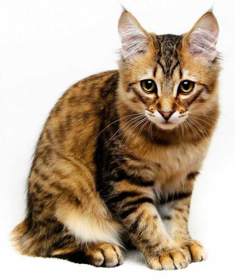 Пиксибоб кошка фото, описание породы, цена котят, отзывы
