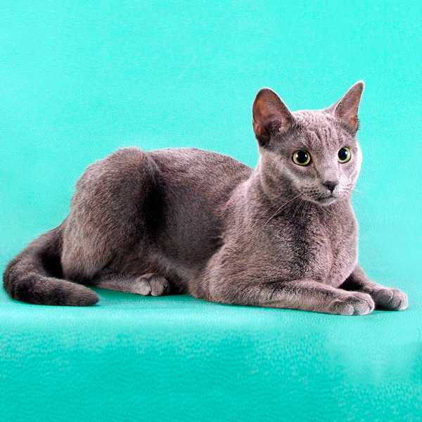 Русская голубая кошка: фото, описание породы, характер, цена