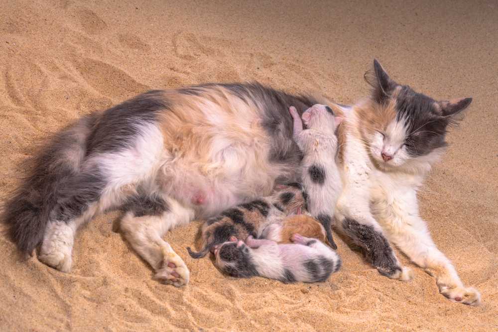 Размножение у кошек - как происходит, когда беременеют
