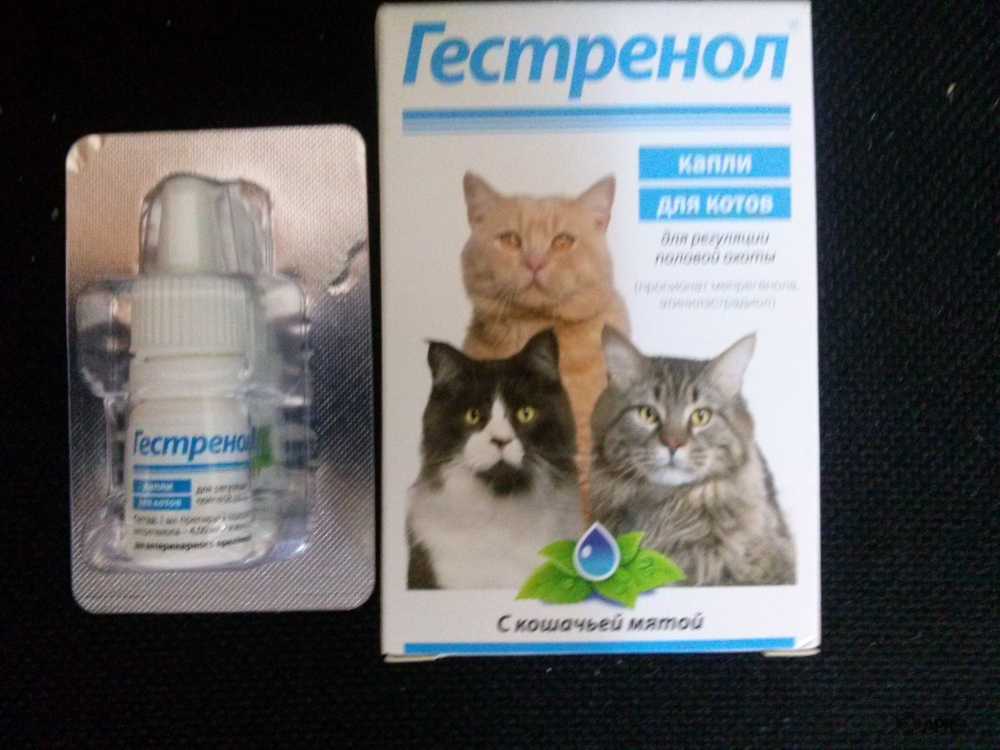 Ветеринарный препарат Овостоп для кошек и котов: формы выпуска, показания и инструкция по применению, противопоказания, отзывы, цена