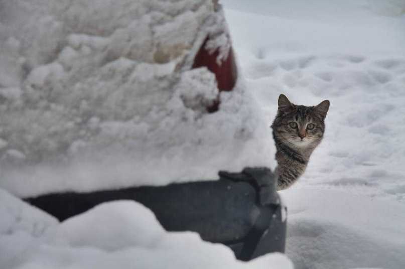 ? как сохранить диких и уличных кошек в тепле и безопасности зимой - 2021