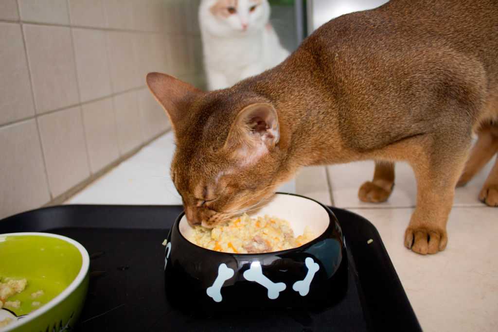 Чем кормить после родов кормящую кошку, чтобы у нее было больше молока: готовые корма и натуральное питание