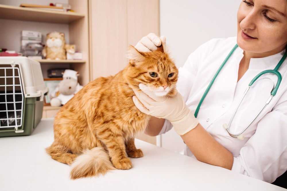 Отит у кошек симптомы и лечение в домашних условиях