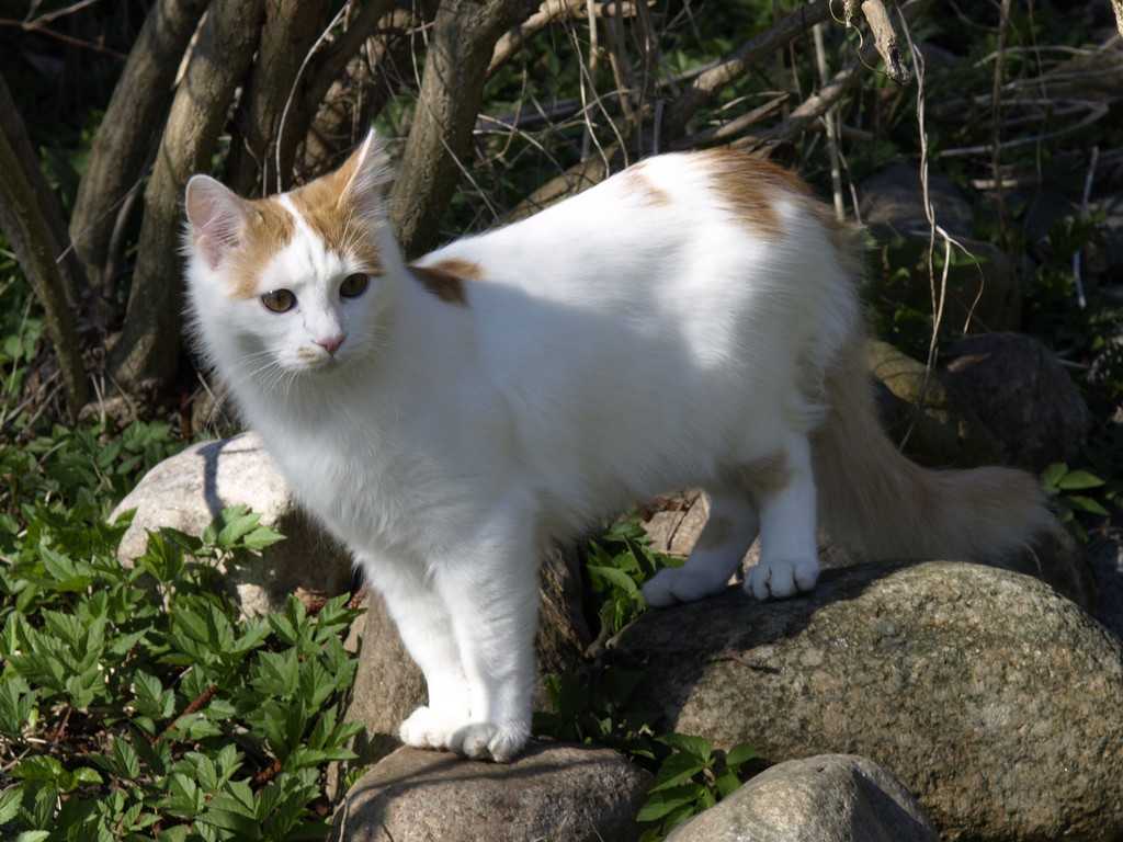 Турецкий ван: внешний вид, выбор котенка и советы по уходу (125 фото и видео)