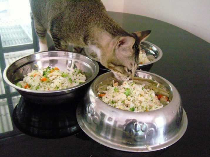 Чем кормить кота в домашних условиях, что бы он был здоров?