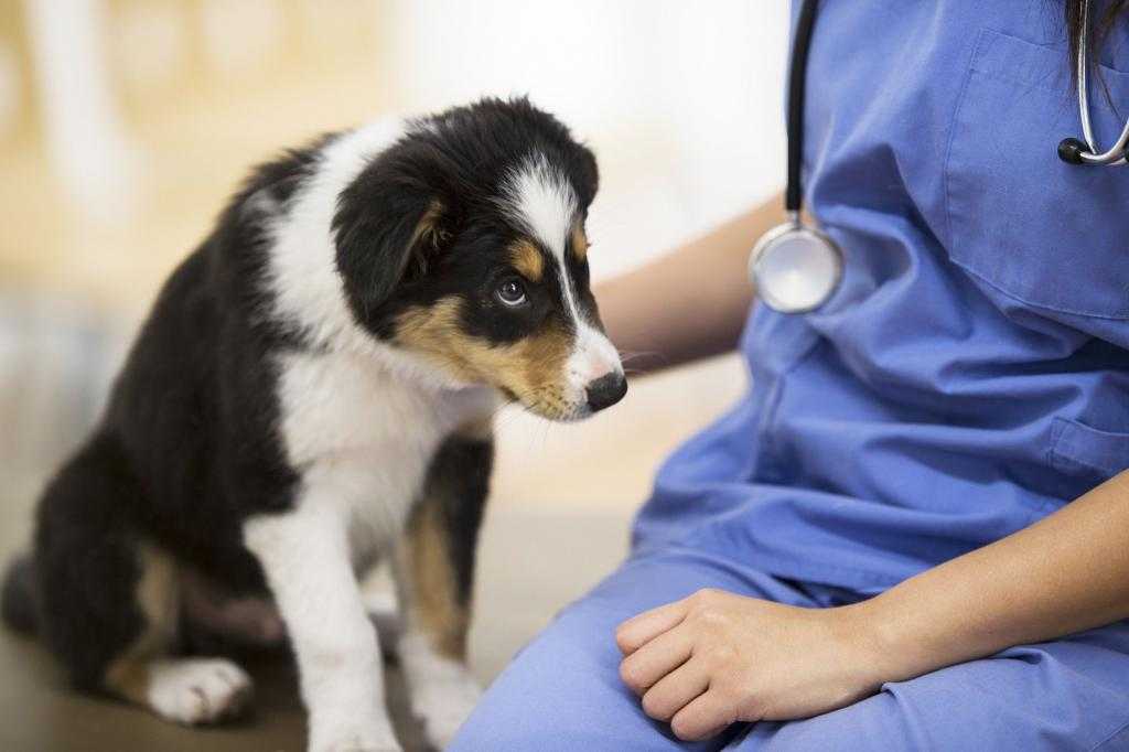 Извлечение (удаление) инородного тела у собаки из желудка, кишечника, дыхательных путей