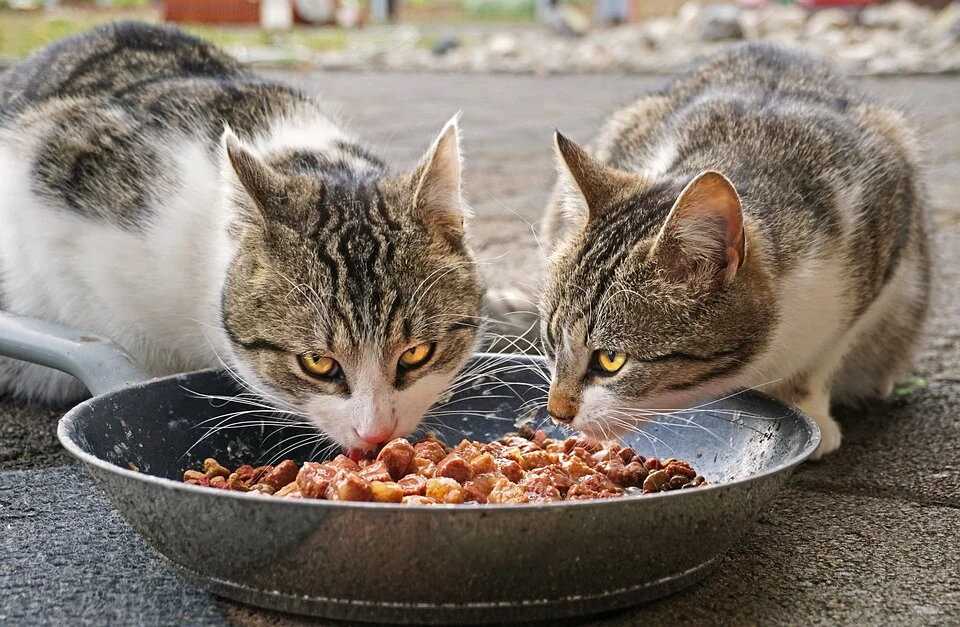 Можно ли давать кошкам корм для котят и чем он отличается от взрослого, отзывы