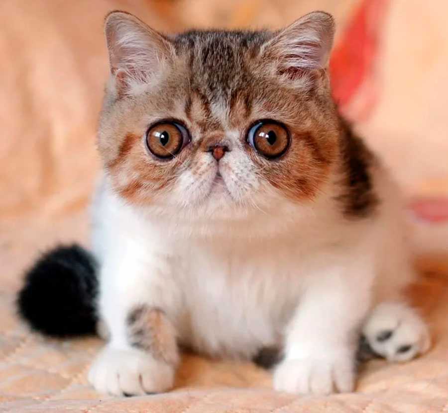 ᐉ китайские кошки с большими глазами фото, дракон ли? - zoomanji.ru