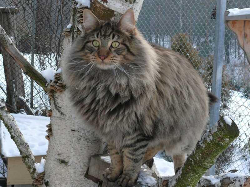 Норвежская лесная кошка - 125 фото особенностей породы и особенности воспитания