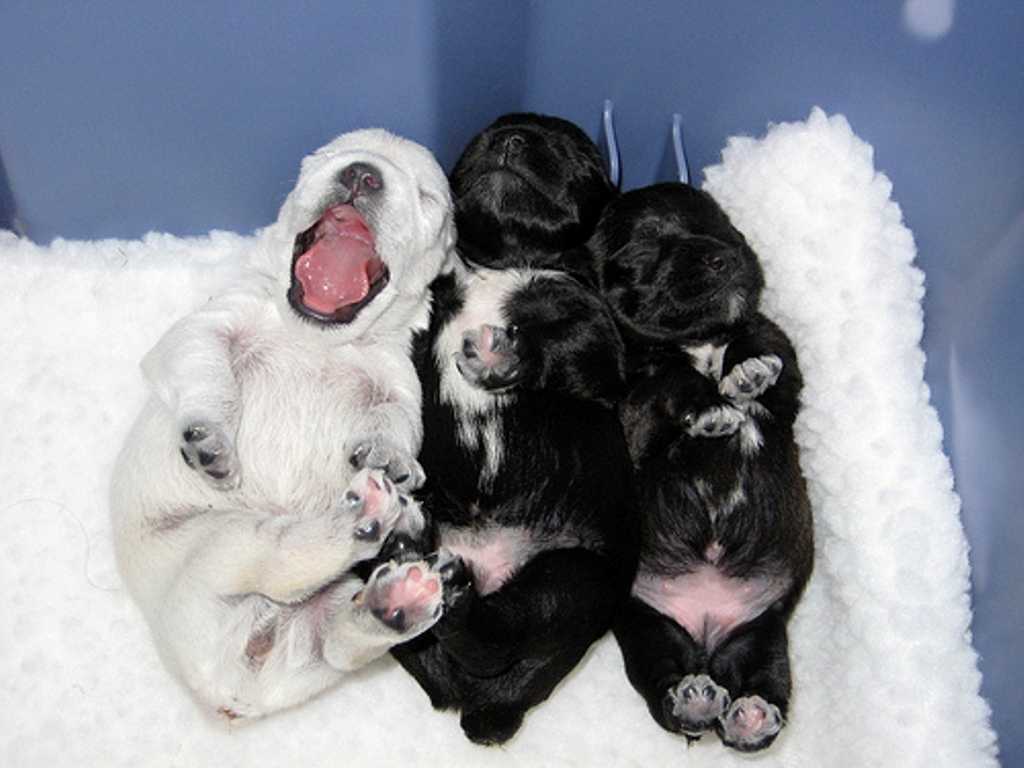 Сон родить собаку. Новорожденные щенки. Новорожденные щенки хаски. Новорожденный щенок хаски. Новорожденные щенки хаски черные.