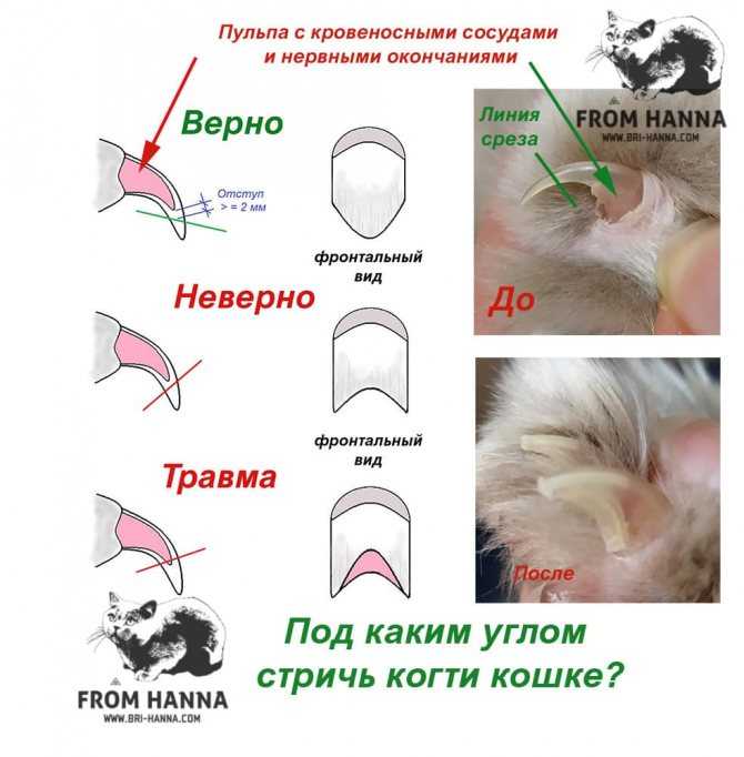 Зачем коту и кошке нужны усы - предназначение вибриссов при охоте и ориентировании, помощь питомцу, если он потерял усы и брови