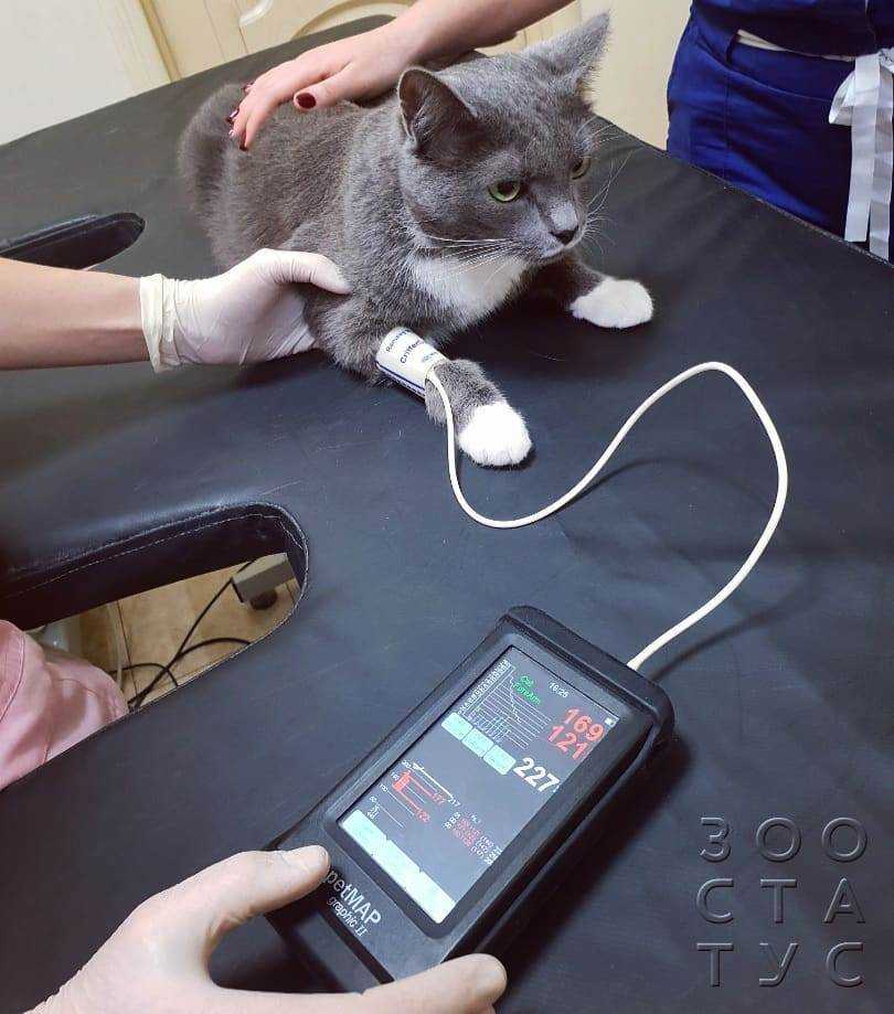 Гипертензия у кошек - причины повышения артериального давления у кошек, лечение в москве. ветеринарная клиника "зоостатус"