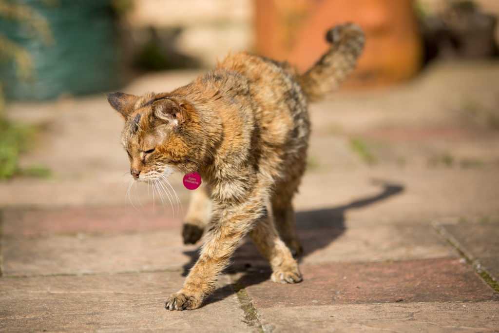 Самый старый кот в мире и кошка-долгожитель: сколько прожили питомцы, каких они были пород?