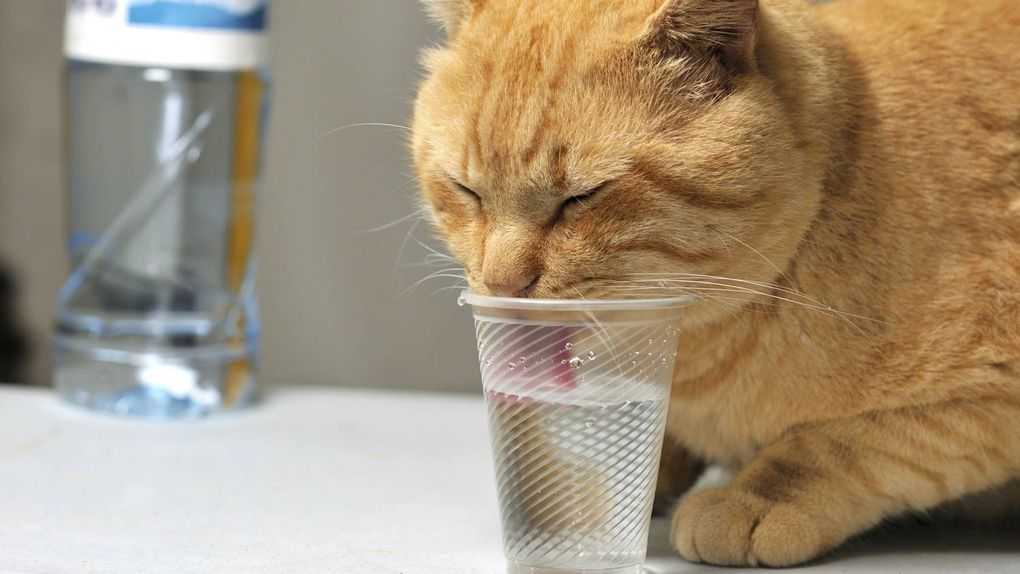 Почему кошка пьет много воды?
