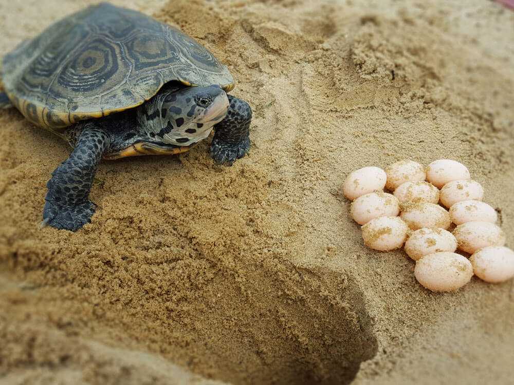 Инкубация яиц черепах - все о черепахах и для черепах