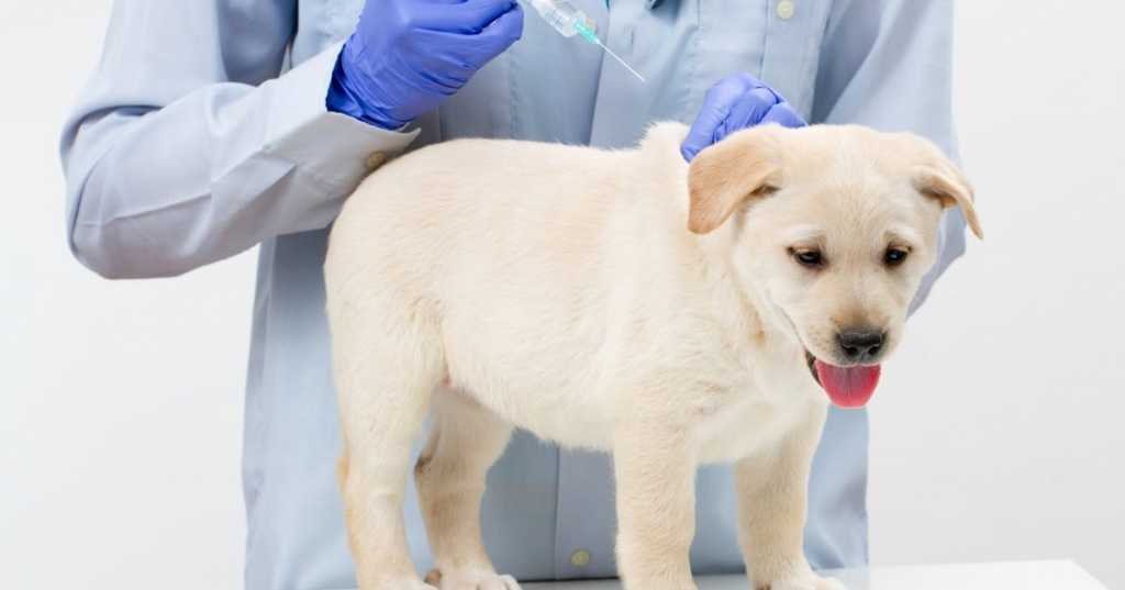 Собаки, прививки от бешенства, собаки после прививки, вакцинация собак