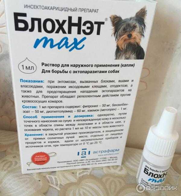 Лечение пироплазмоза у собак: после укуса клеща, какие применяются лекарства и уколы, возможно ли применение препаратов в домашних условиях