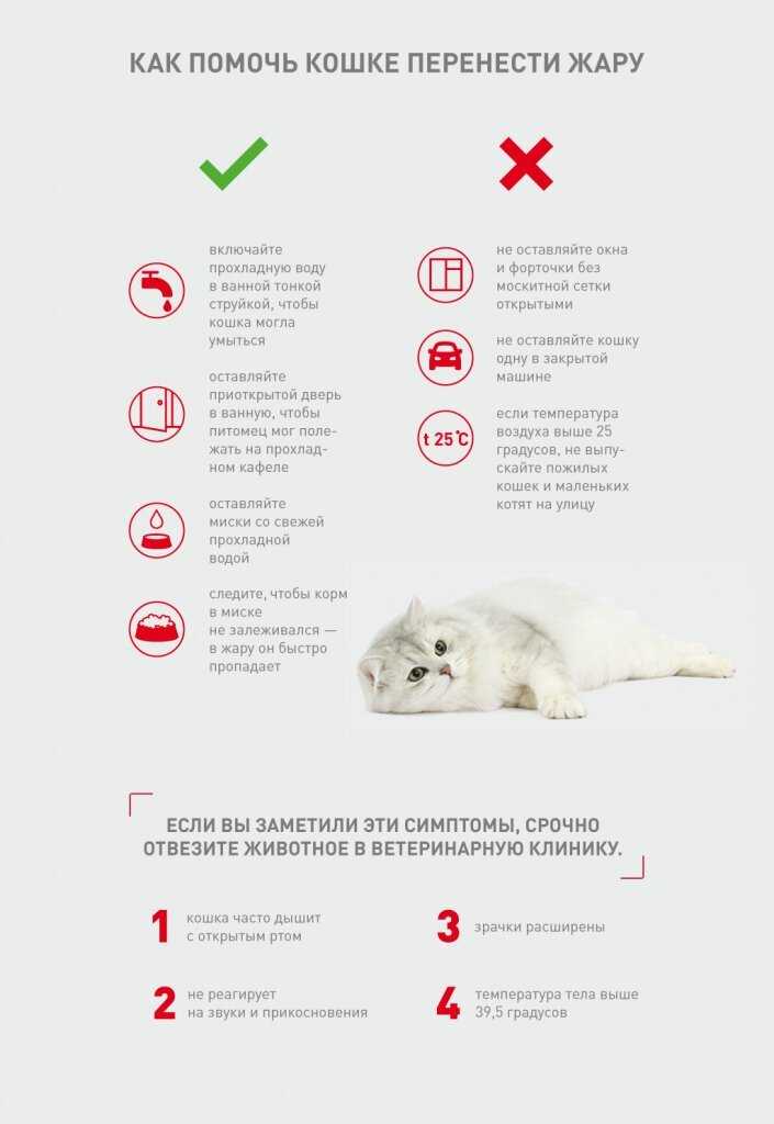 Тепловой удар у кошек: признаки и первая помощь питомцу