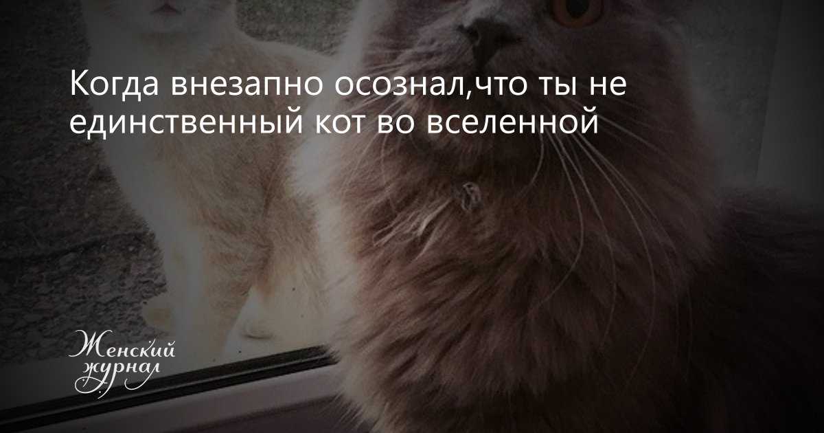 Шипящая кошка (17 фото): причины шипения кота на определенного человека. что делать, если кошка бросается на своего хозяина и других людей?