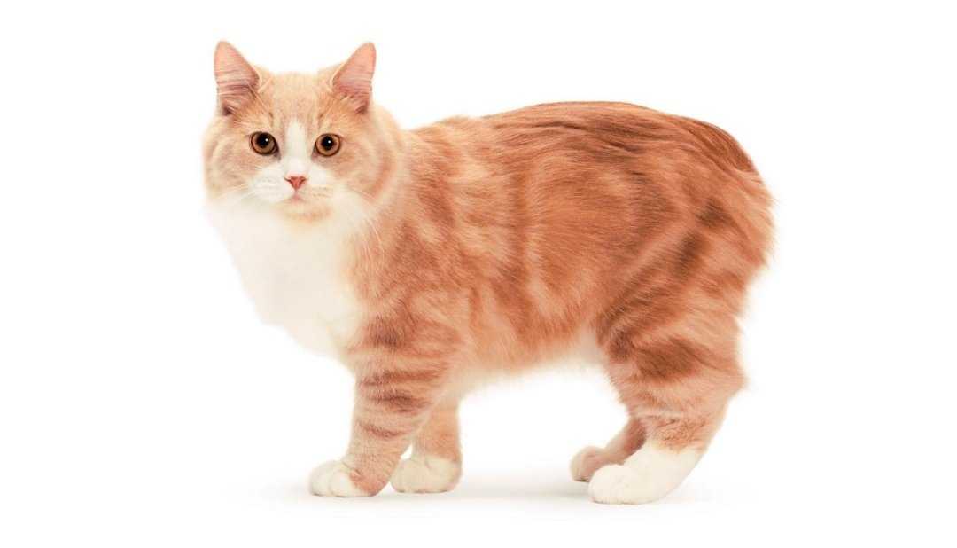 Мэнкс – короткохвостая кошка с прекрасным характером