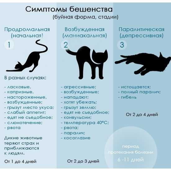 Бешенство у кошек: пути заражения, симптомы, диагностика