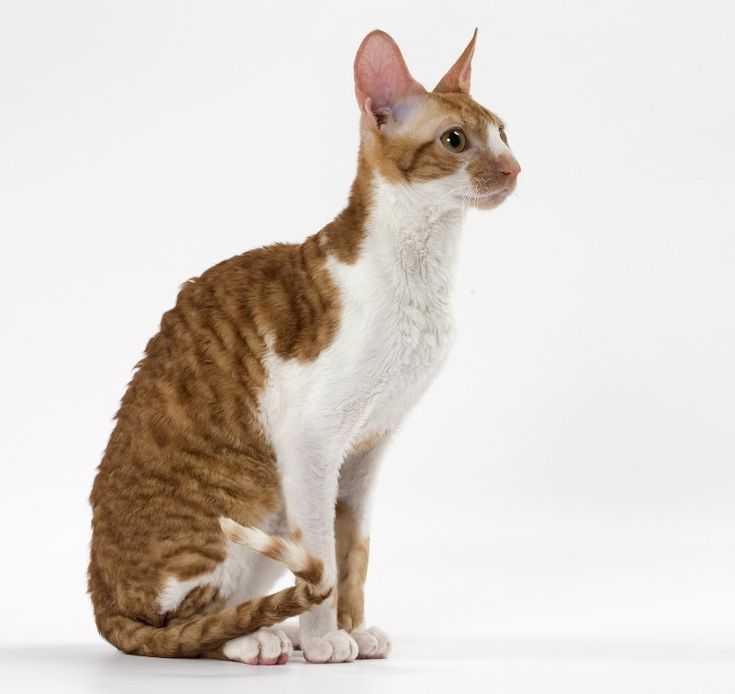 Селкирк рекс (40 фото): темперамент и повадки кота, факты о питании с советами заводчиков по выбору котенка
