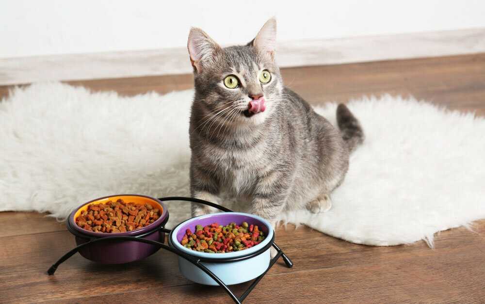 Чем кормить кошку после родов - рацион кормящей кошки