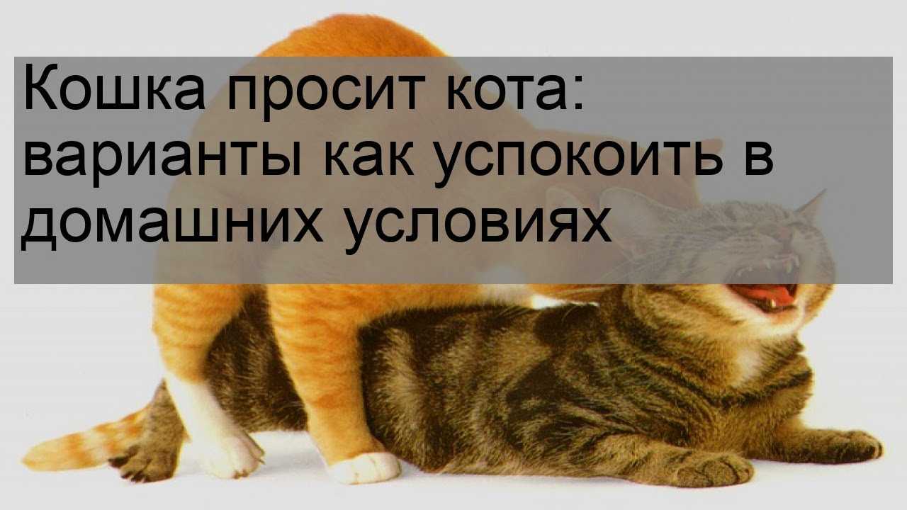 Сколько раз кошки просят кота. Как успокоить кота. Успокоин для кота. Кошка успокаивает. Кошка хочет кота как успокоить в домашних условиях.
