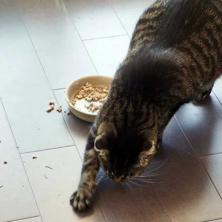 Что делать, если котенок не ест: советы ветеринаров | блог ветклиники "беланта"