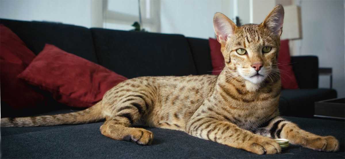 Ашера кошка: описание породы, характер, уход, рацион, болезни