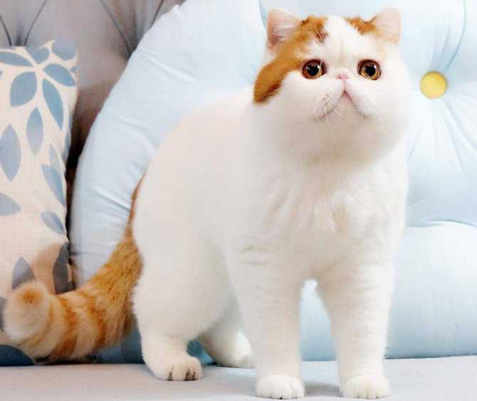 ᐉ китайские кошки с большими глазами фото, дракон ли? - zoomanji.ru