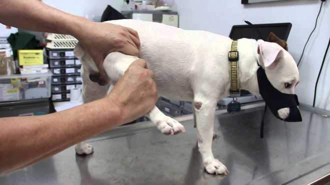 Инфекционные артриты (иа) собак диагностика и лечение