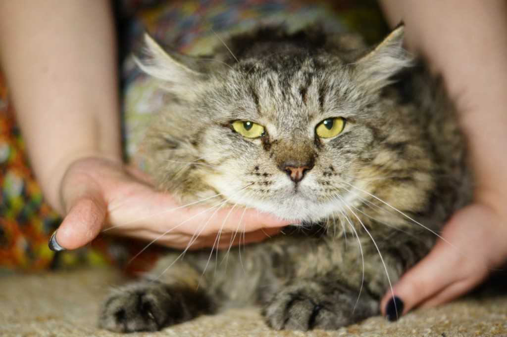 Иммунодефицит кошек - неовет24 сеть ветеринарных клиник