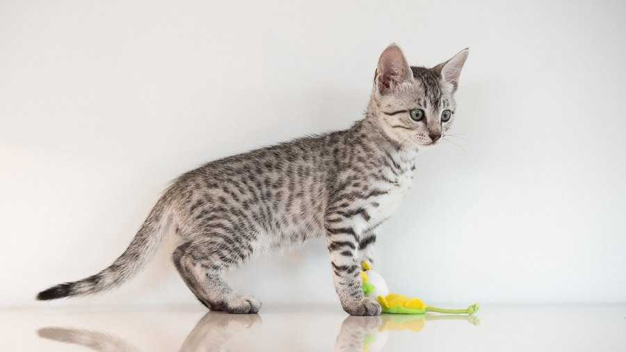Аравийский мау: топ-100 фото кошки, цена котенка, история возникновения, описание породы, уход