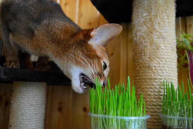 А знаете ли вы, какие цветы не едят кошки?