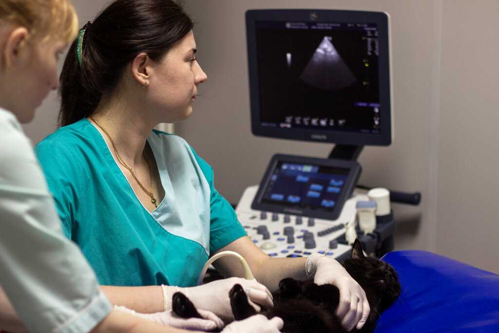 Зачем котам делают УЗИ сердца перед стерилизацией или кастрацией и как его проводят, ориентировочная цена процедуры, как подготовить животное