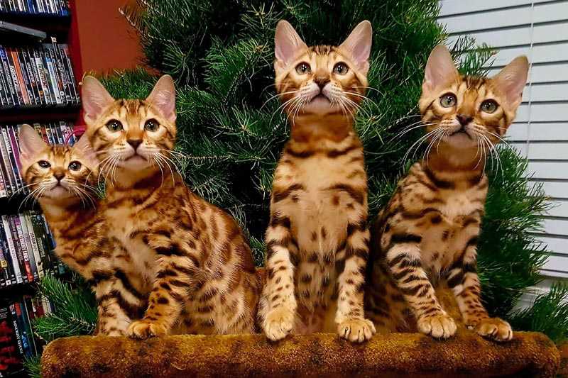 Самые красивые породы кошек в мире: фотографии и названия