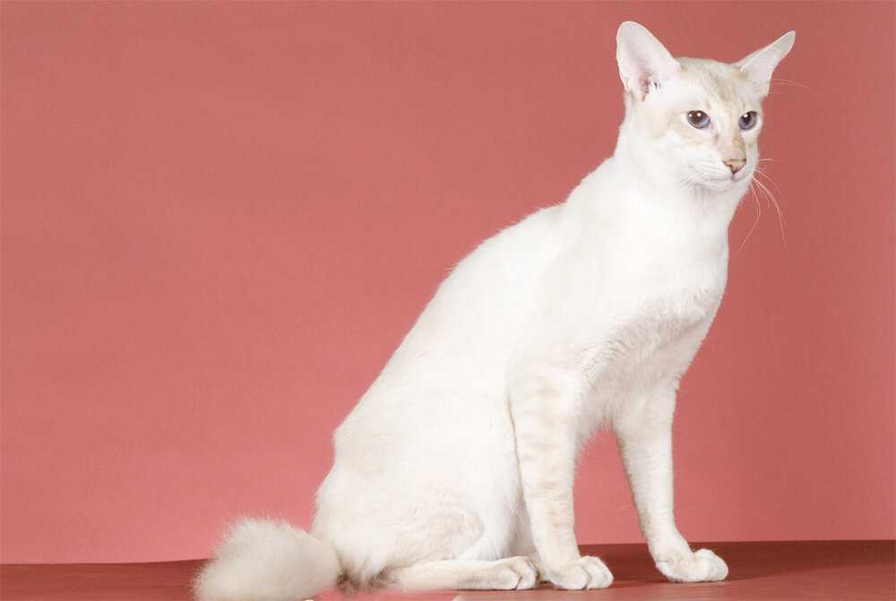 Описание породы кошек яванез (яванская кошка): характеристика породы, происхождение, правила кормления, предрасположенность к заболеваниям, фото и видео.