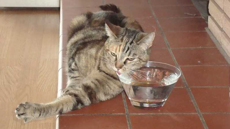 Кошка много пьет воды что делать заводчику и каковы причиныветлечебница рос-вет