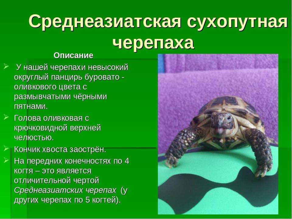 ᐉ что едят водные черепахи в домашних условиях, чем можно кормить маленьких декоративных аквариумных черепах и чем нельзя - zoopalitra-spb.ru