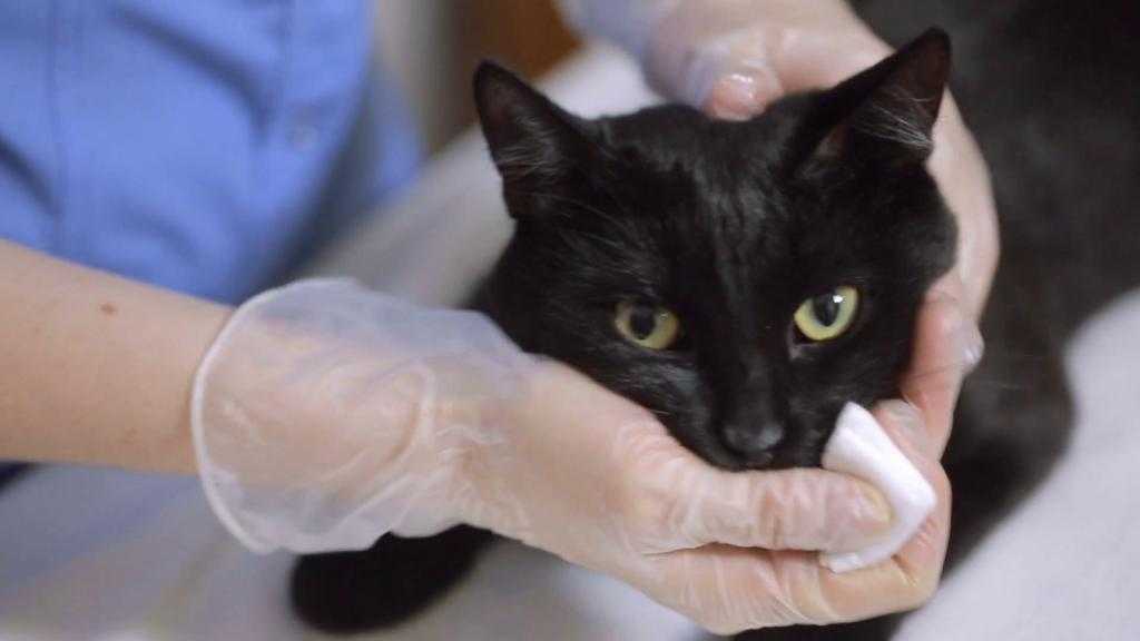 Сколько дней болеет кошка после стерилизации?