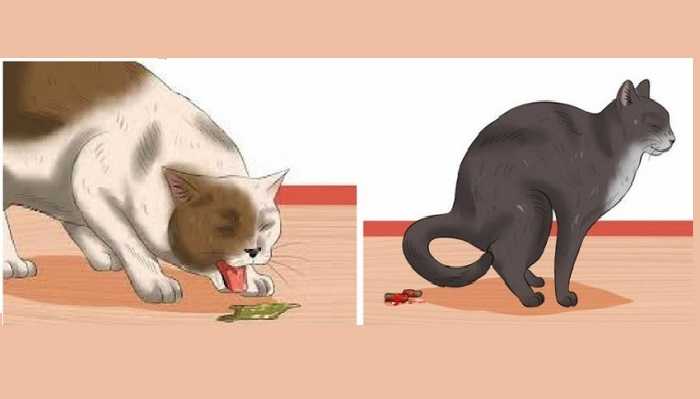 Рвота у кошки после еды - причины и лечение