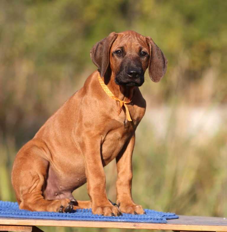 Родезийский риджбек: фото и характеристика породы собак :: syl.ru