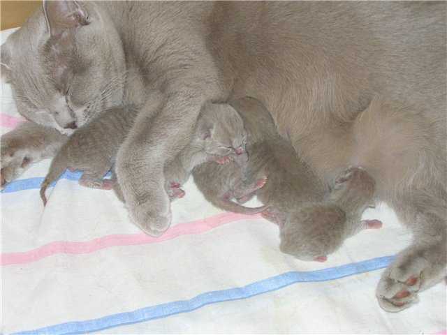 Через сколько глаза открывают котята после рождения