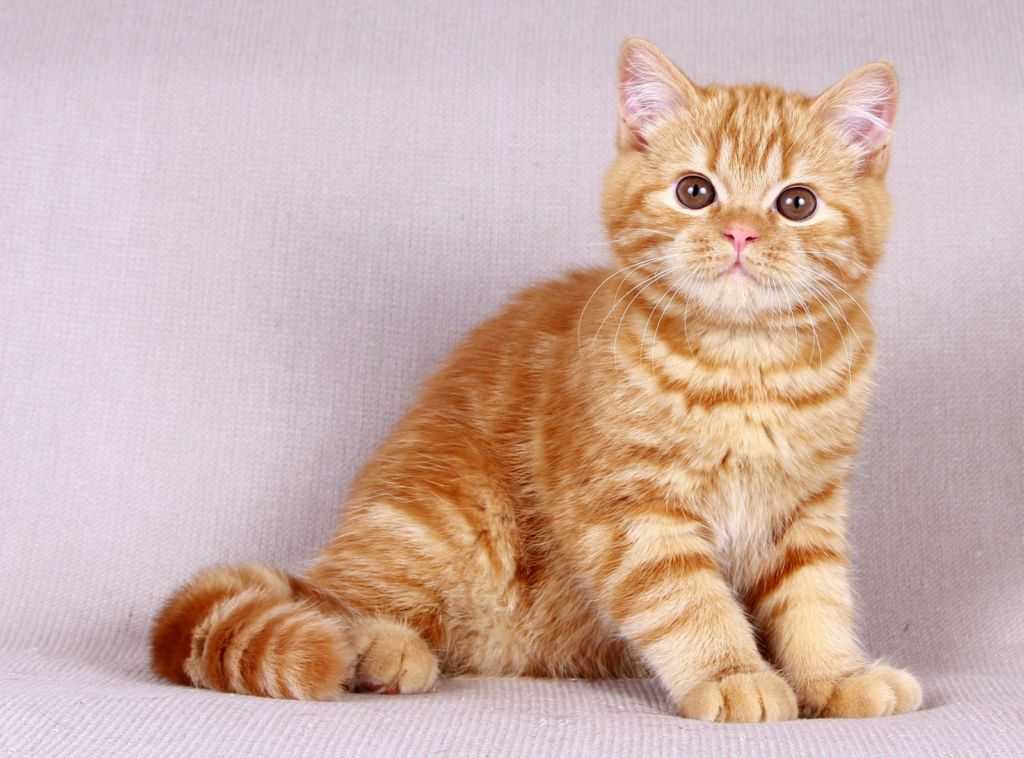 8 основных окрасов британских кошек
