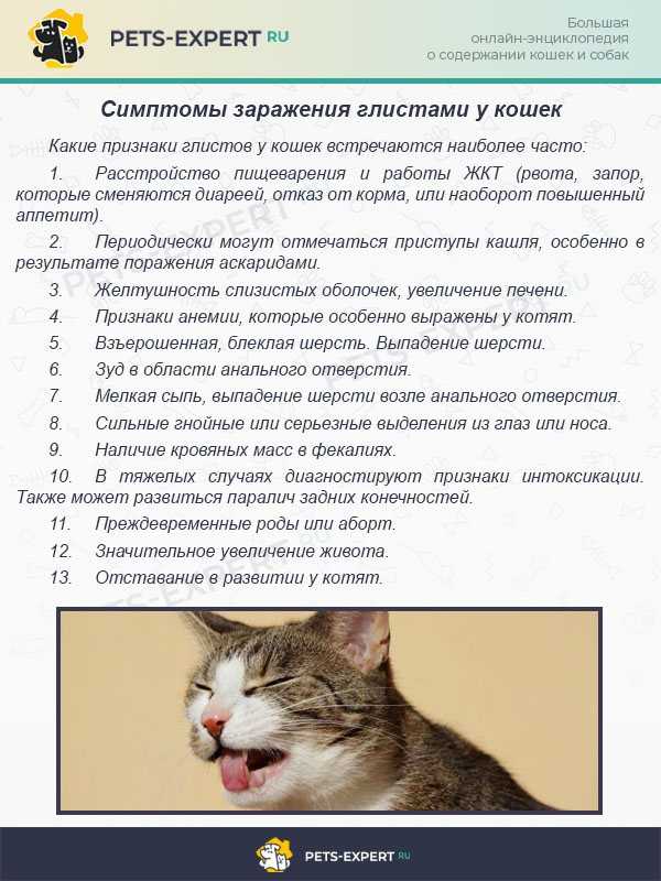 Стресс у кошек: как успокоить