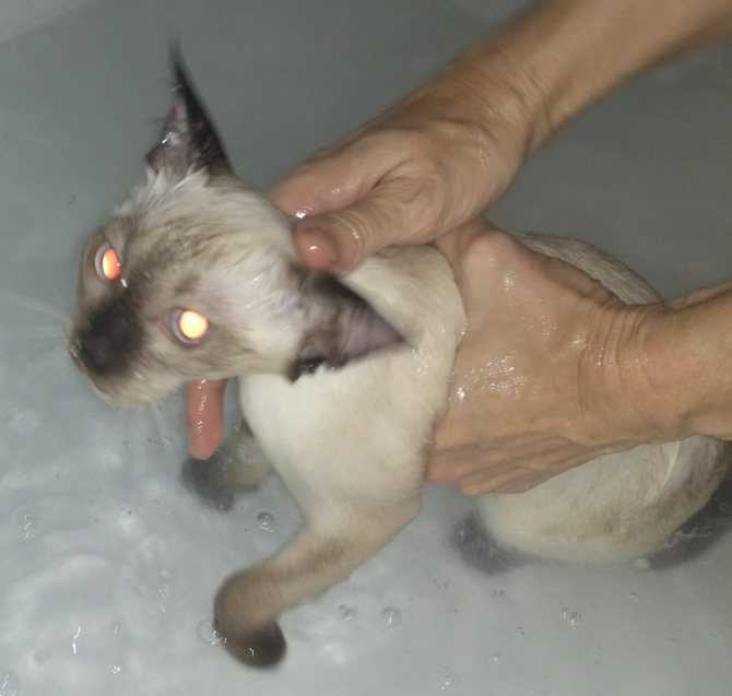 Надо ли мыть кошку после родов