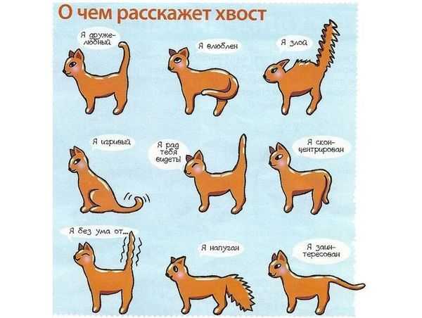 Как воспитать котенка послушным: правила кошачьего воспитания