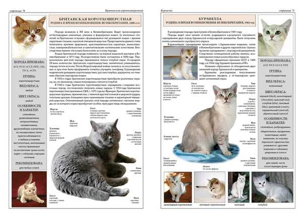 Описание и фото анатолийской короткошерстной кошки, характер представителей породы, особенности содержания